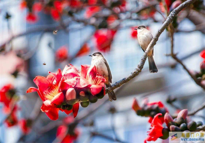 春日来信：攀枝花开(图2)