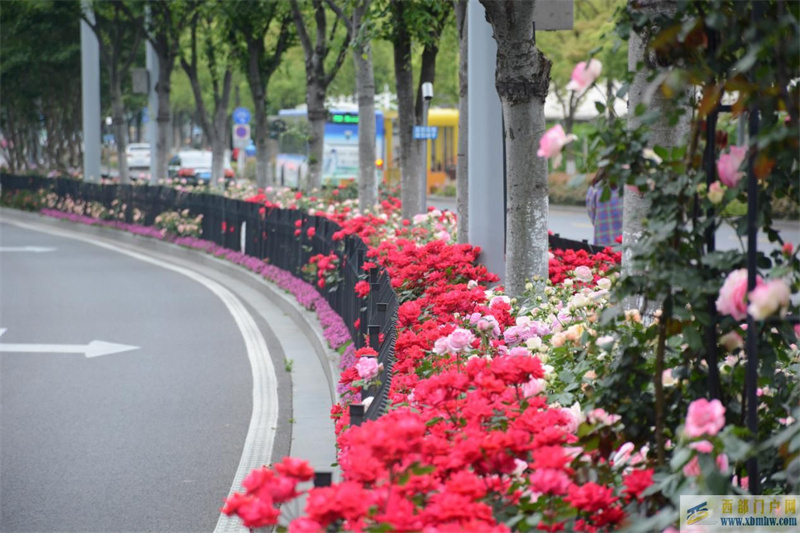 一路花香，江北“月季大道”已如约上线(图1)