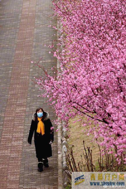 渝北开启赏花模式(图8)