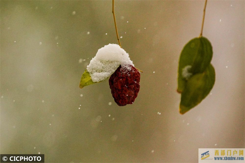 新疆哈密迎来降雪降温天气(图3)