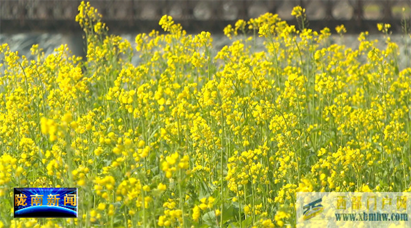 陇南：油菜花开春意浓(图3)