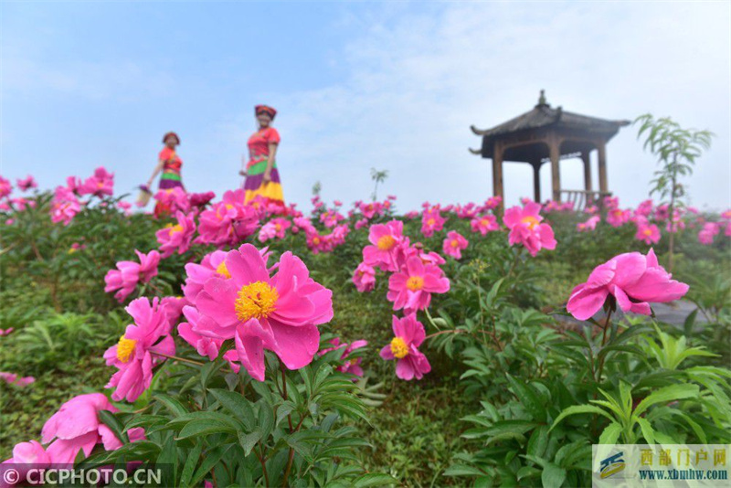 四川内江：芍药花开游客来(图3)