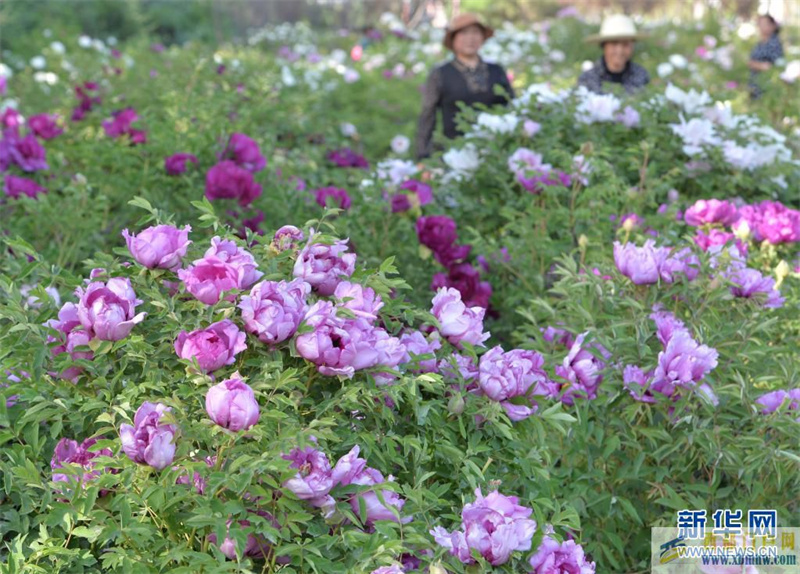 甘肃临夏：牡丹花迎八方客(图1)