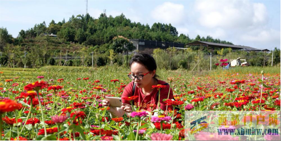 秋景醉人广西河池百花盛开等你来打卡(图1)