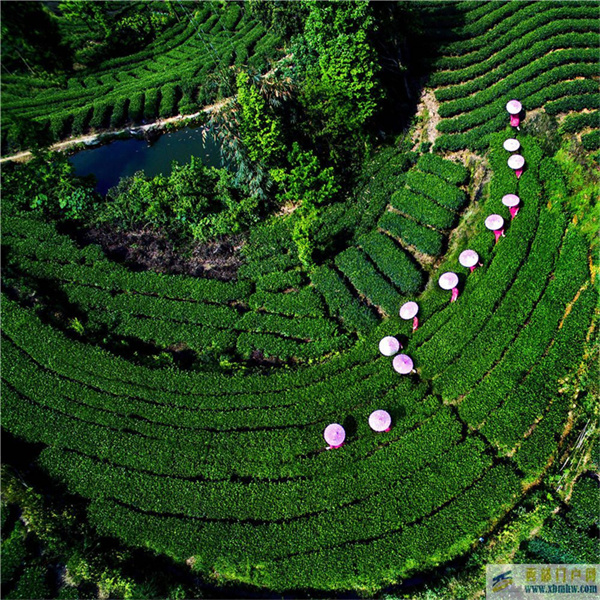 赏眉山春，品眉山茶！风光正好，速来......(图1)