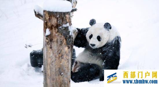 阿坝“海归”大熊猫雪中玩耍，萌态十足(图3)