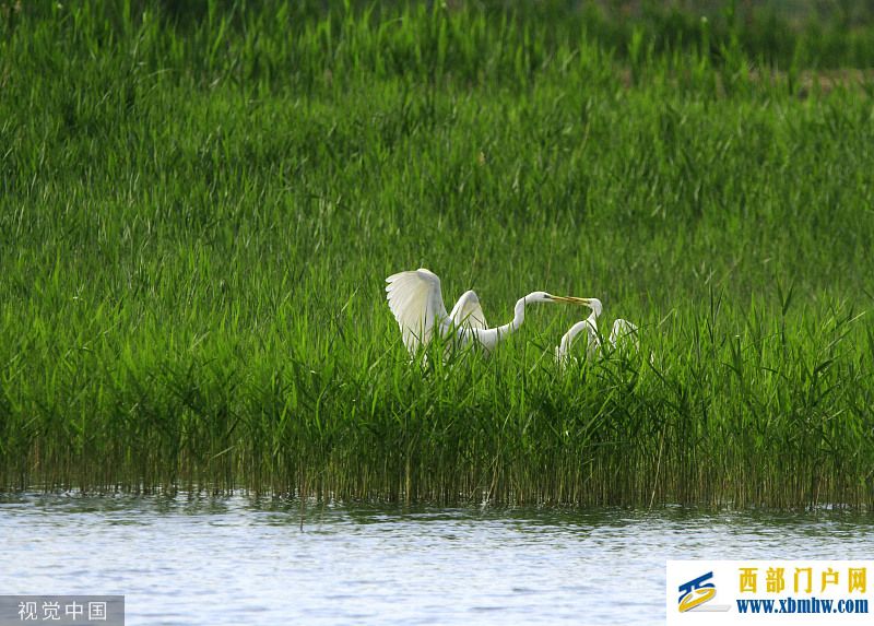 甘肃张掖：初夏湿地白鹭飞舞成风景(图1)