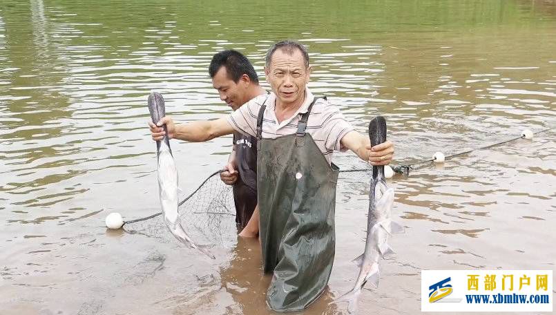 长着“鸭嘴”的鱼你吃过吗？内江资中就有一个鸭嘴鱼养殖基地(图1)