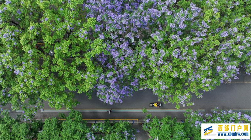 四川遂宁：蓝花楹扮靓城市(图1)